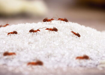As formigas não procuram apenas açúcar e isso vai te surpreender