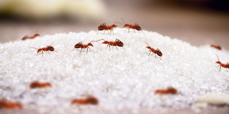 As formigas não procuram apenas açúcar e isso vai te surpreender