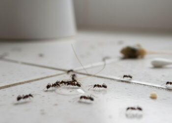 Como evitar que formigas invadam o seu banheiro