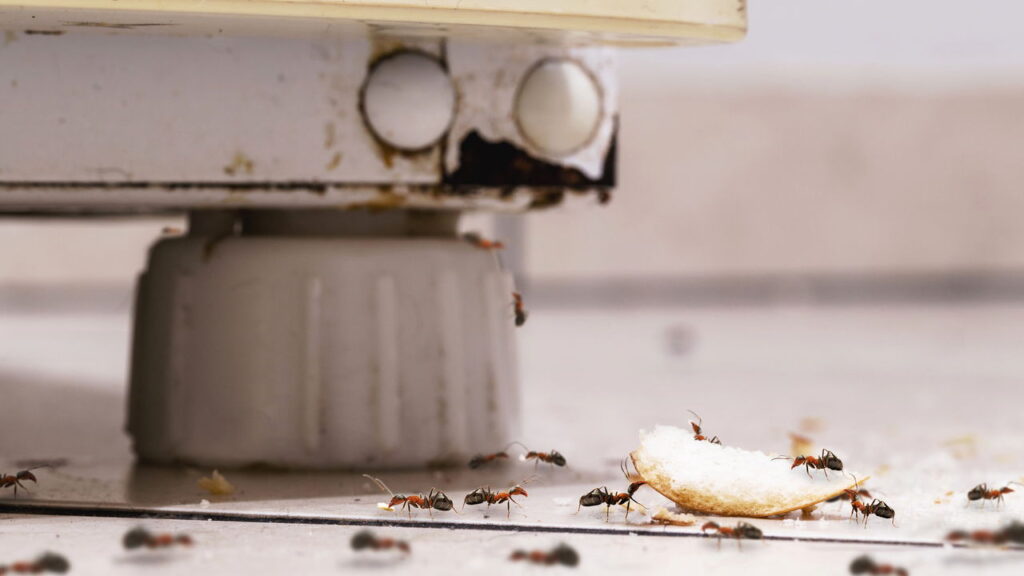 O que realmente afasta as formigas do açúcar e do mel