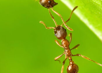 Essa mistura caseira afasta formigas e mantém a cozinha limpa