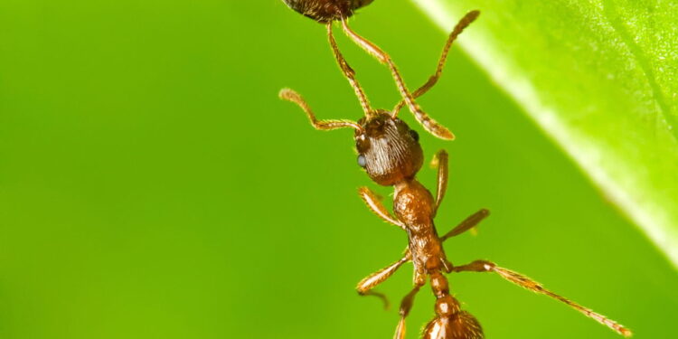Essa mistura caseira afasta formigas e mantém a cozinha limpa