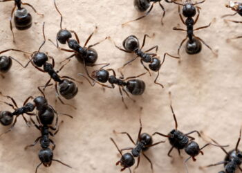 Formigas no painel da geladeira? Veja como acabar com elas