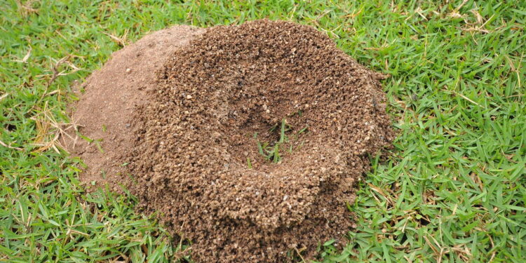 Truques que quase ninguém conhece para acabar com formigueiros no jardim