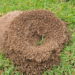 Truques que quase ninguém conhece para acabar com formigueiros no jardim