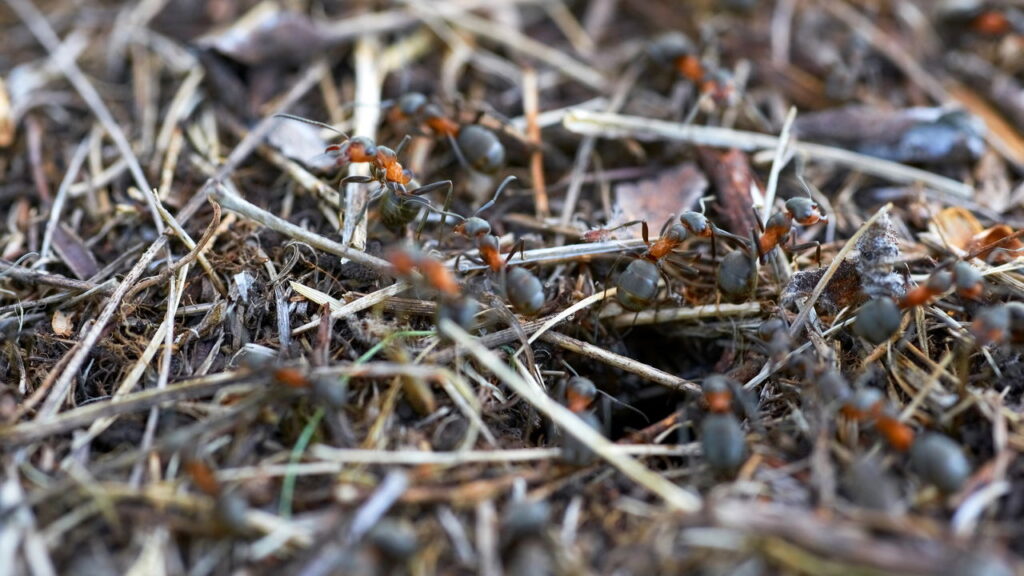 O truque natural simples que elimina formigueiros do jardim em pouco tempo