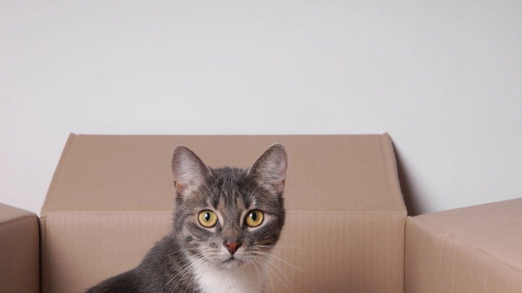 Escolher o nome certo muda a forma como o pet é percebido e tratado