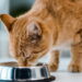 3 alimentos que os gatos podem comer sem risco além da ração