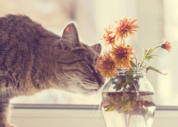 Plantas pet friendly estão virando tendência nos lares com gatos