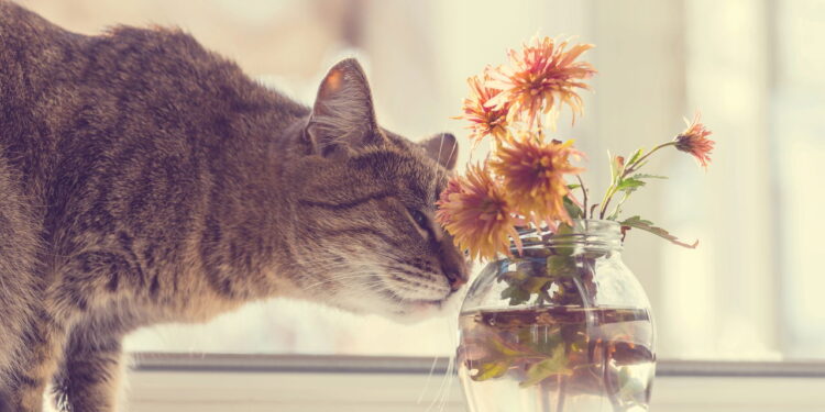 Plantas pet friendly estão virando tendência nos lares com gatos