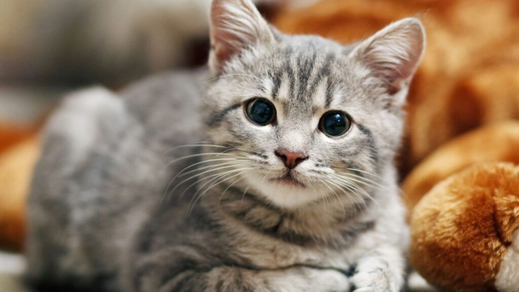 O que significa o “M” na testa dos gatos e por que ele é tão especial