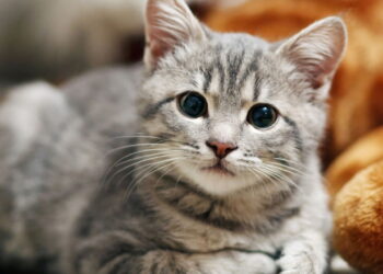 O que significa quando seu gato insiste em te seguir até o banheiro segundo os especialistas