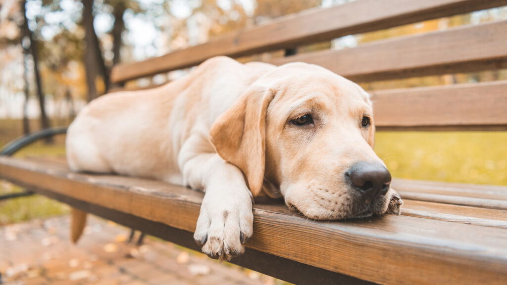Como identificar sinais de dor no seu pet