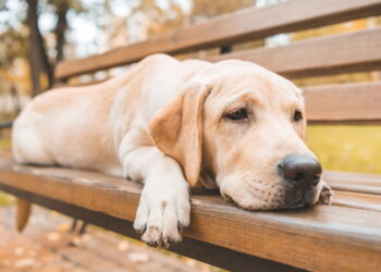 Entenda como um cachorro pensa, aprende e reage ao ambiente antes de ter um pet e evite problemas de comportamento