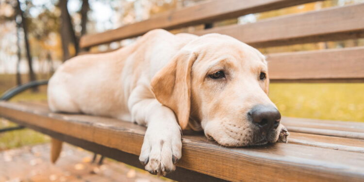 Entenda como um cachorro pensa, aprende e reage ao ambiente antes de ter um pet e evite problemas de comportamento