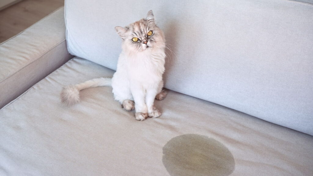 Não aguenta mais o cheiro de xixi do gato? Isso pode te salvar