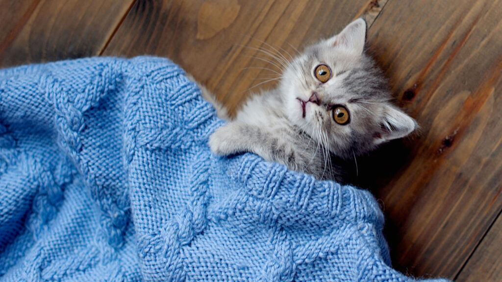 Como ter um pet melhora sua saúde mental e transforma sua rotina