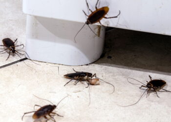 Como eliminar baratas da cozinha com soluções seguras e eficazes