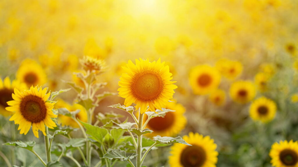 Qual planta combina com cada signo e como ela reflete na personalidade