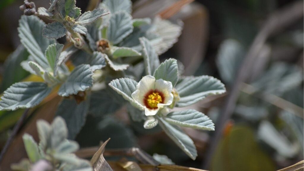 O chá natural mais poderoso para úlcera e inflamação