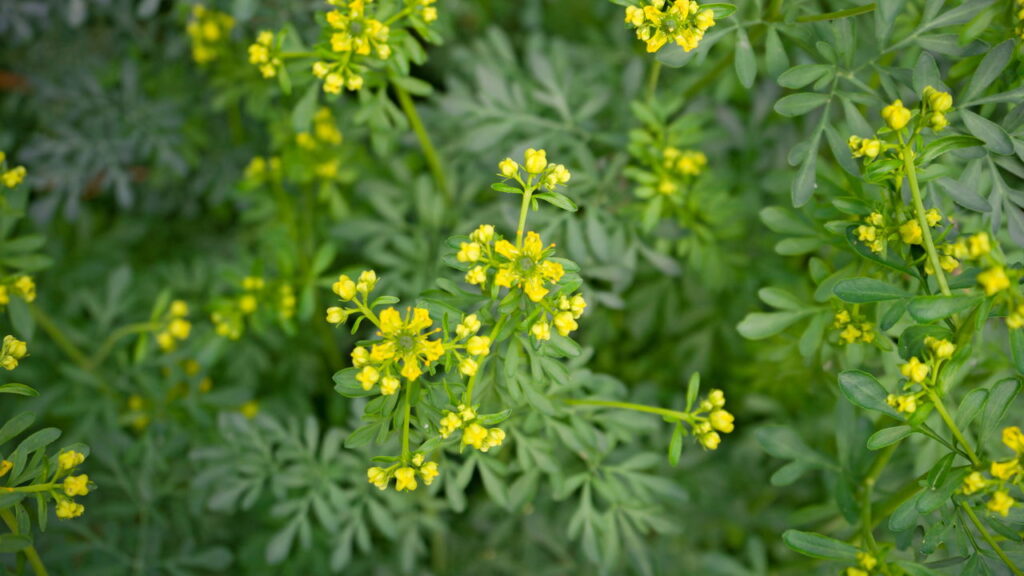 Plantas que ajudam a afastar o inseto barbeiro de casa