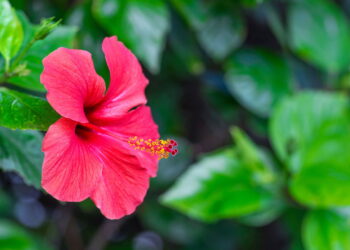 O que o hibisco faz no seu organismo vai te surpreender