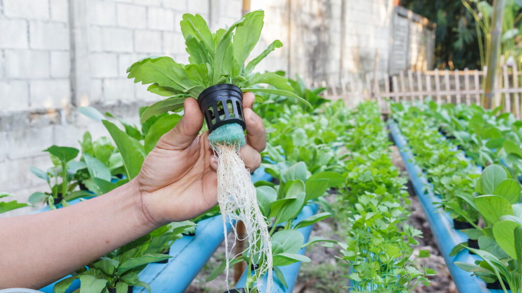 Cultivo de ervas em hidroponia transforma sua casa em espaço de bem-estar