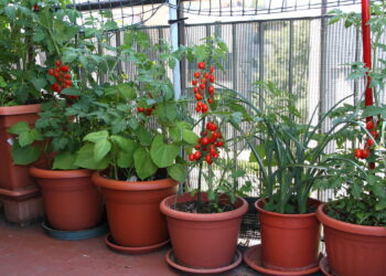 Como preparar o solo da varanda para plantar temperos