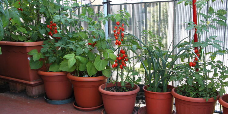 Como preparar o solo da varanda para plantar temperos