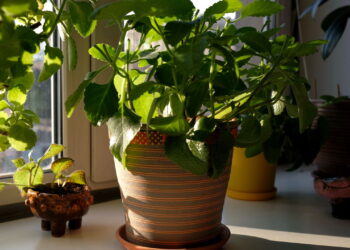 Como cultivar hortelã em vasos para afastar insetos da casa