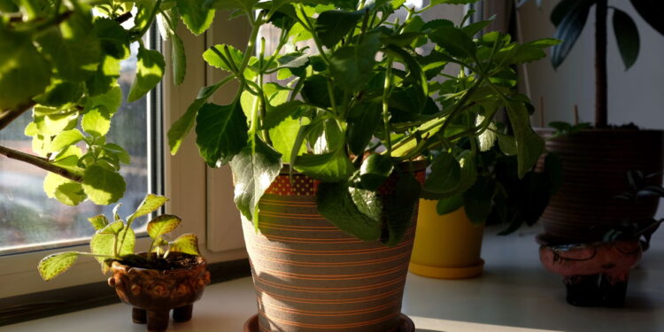 Como cultivar hortelã em vasos para afastar insetos da casa