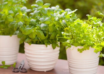 Planta saudável e refrescante é perfeita para cultivo caseiro