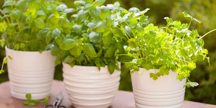Planta saudável e refrescante é perfeita para cultivo caseiro
