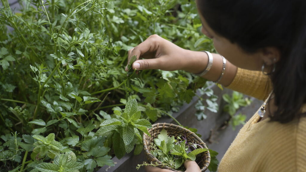 Planta saudável e refrescante é perfeita para cultivo caseiro