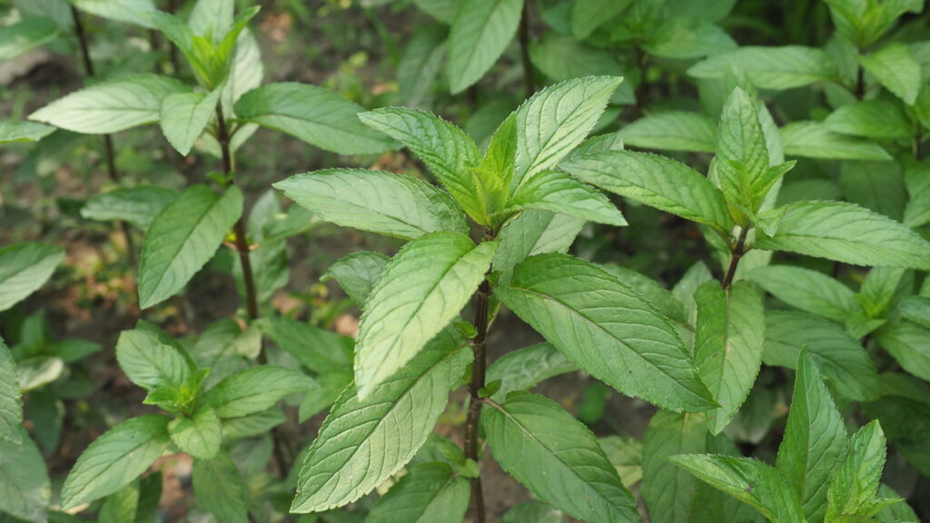 As 3 plantas mais poderosas para manter os ratos longe da sua casa