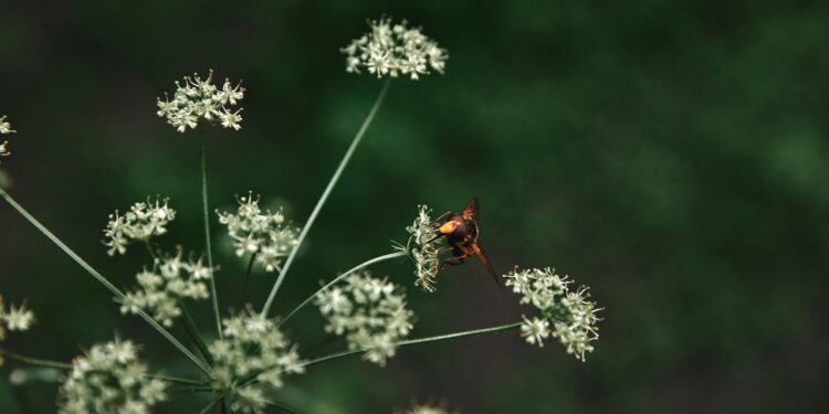 Se você acha que todo inseto é perigoso talvez esteja caindo num mito comum