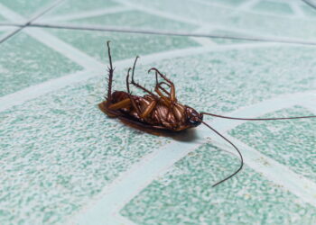 Evite pragas no banheiro com atitudes simples que fazem toda a diferença