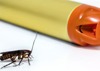 Formas práticas e eficazes de manter insetos longe no verão sem venenos químicos, usando soluções naturais, limpeza e barreiras físicas