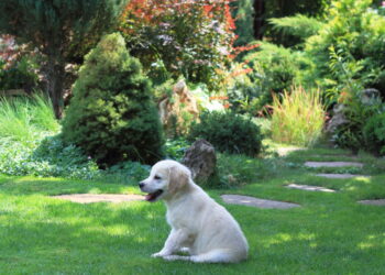 Plantas seguras e dicas práticas para montar um jardim pet friendly