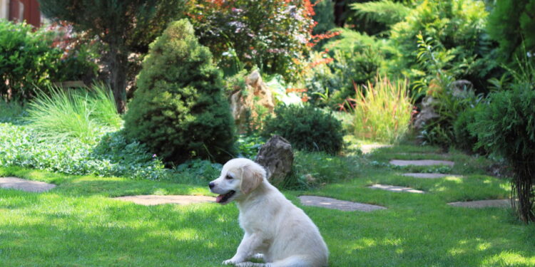 Plantas seguras e dicas práticas para montar um jardim pet friendly