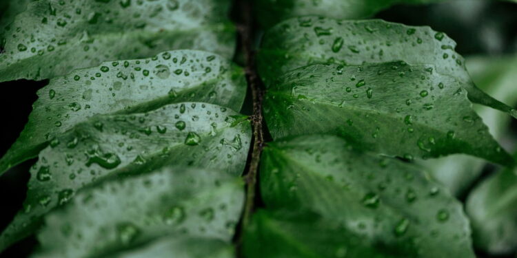 Nem mangueira, nem regador: o truque que mantém o jardim sempre úmido