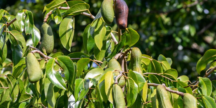 Essa árvore brasileira está surpreendendo quem busca saúde natural
