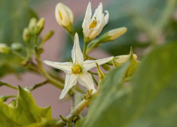 Essa planta brasileira pode transformar sua saúde digestiva