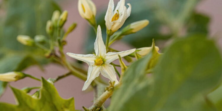 Essa planta brasileira pode transformar sua saúde digestiva