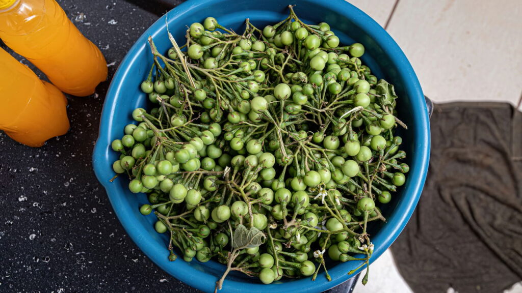 Essa planta brasileira pode transformar sua saúde digestiva
