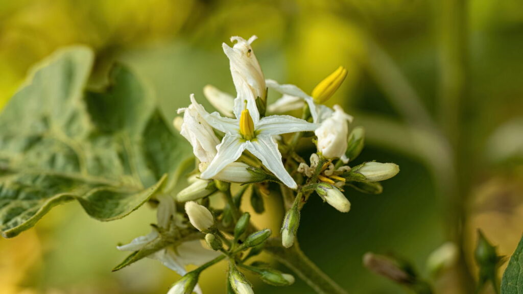 Essa planta comum no Brasil pode ajudar seu fígado e você não sabia