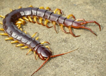 Como eliminar lacraias no banheiro de forma eficaz e segura