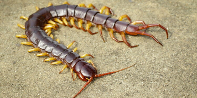 Como eliminar lacraias no banheiro de forma eficaz e segura