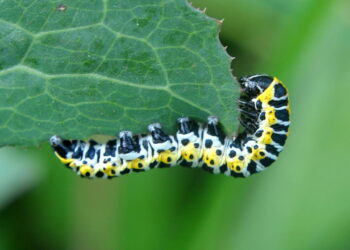 Hábito de consumo das lagartas comprometendo hortas caseiras