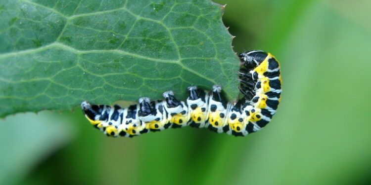 Hábito de consumo das lagartas comprometendo hortas caseiras